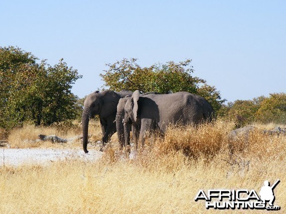 Elephant at Etosha