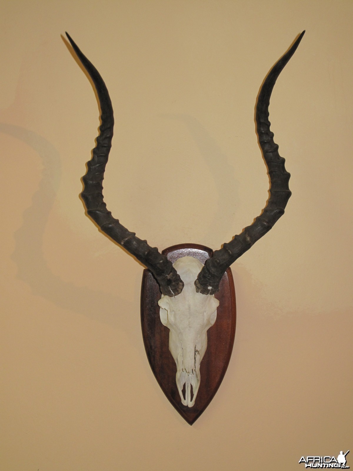 Trophy Room