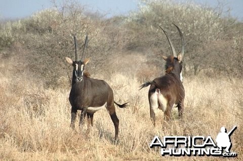 Young sable bulls at Spiral Horn Safaris