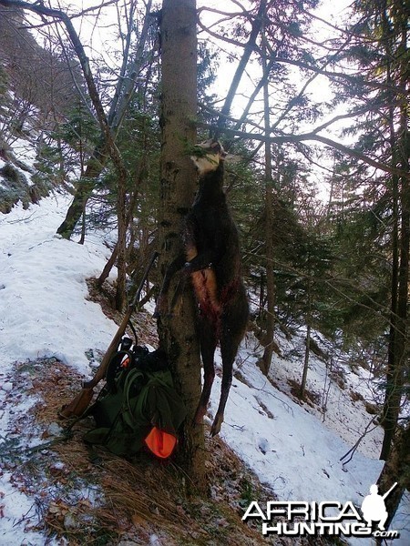 Hunting Chamois Slovenia