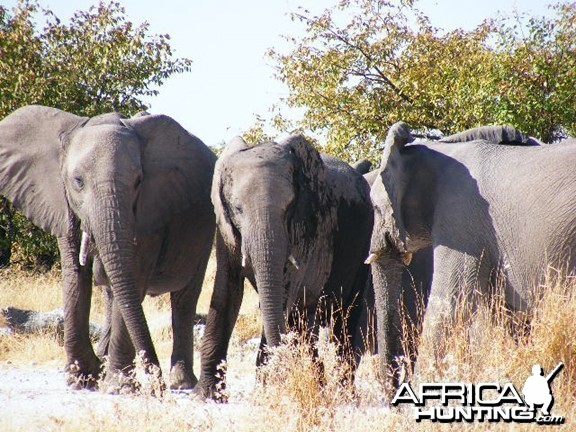 Elephant at Etosha