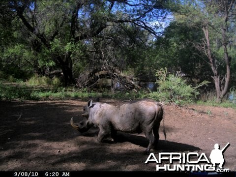 Trail Camera Pictures