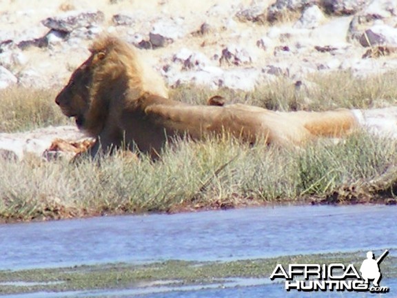 Lion at Etosha