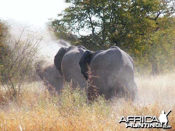 Elephant at Etosha