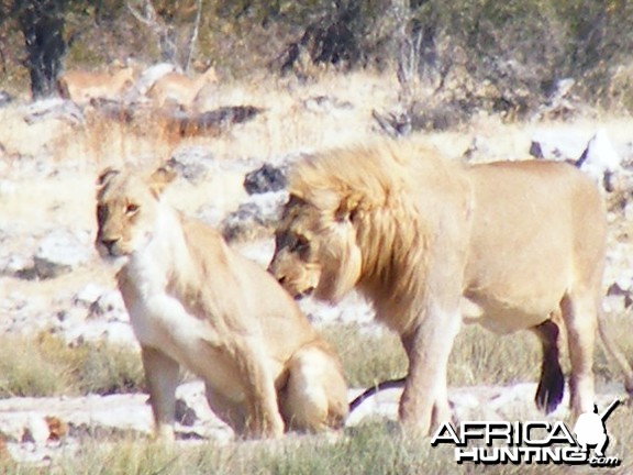 Lion at Etosha