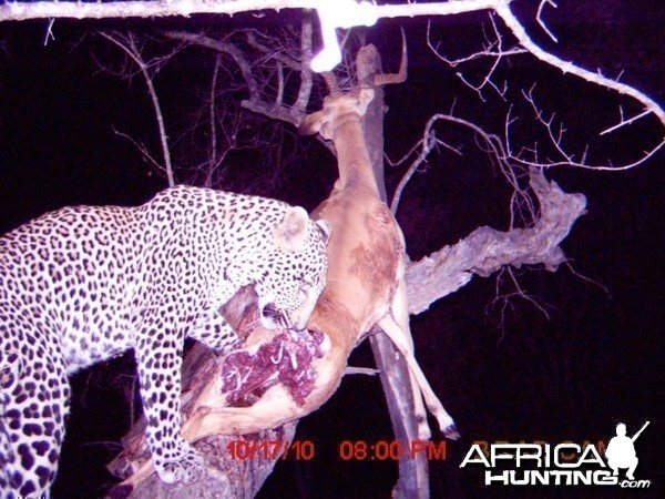 Leopard on trailcam