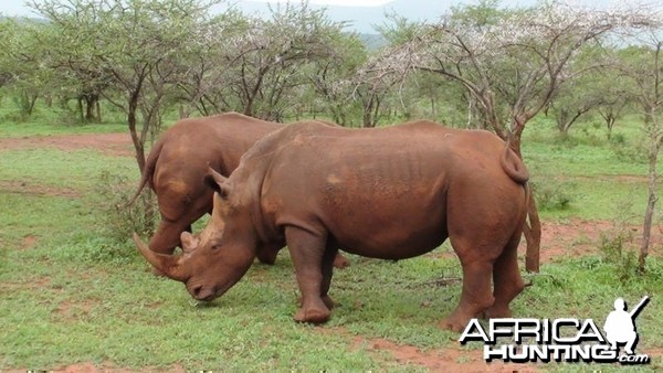 White Rhinos at Leeukop Safaris