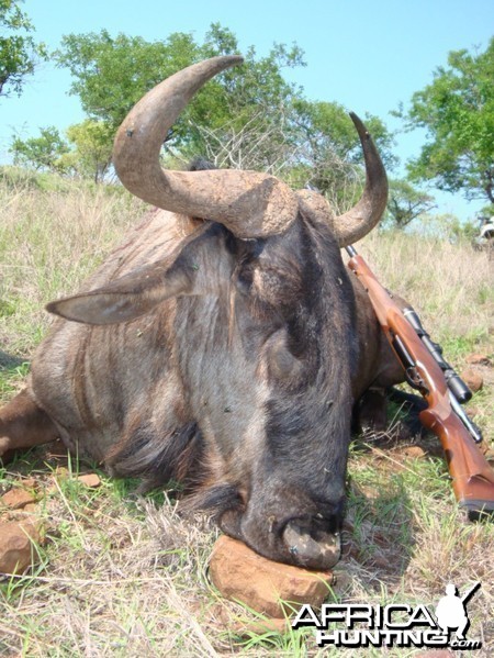 Blue Wildebeest hunted with Leeukop Safaris