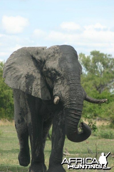 Elephant in in the Caprivi Namibia