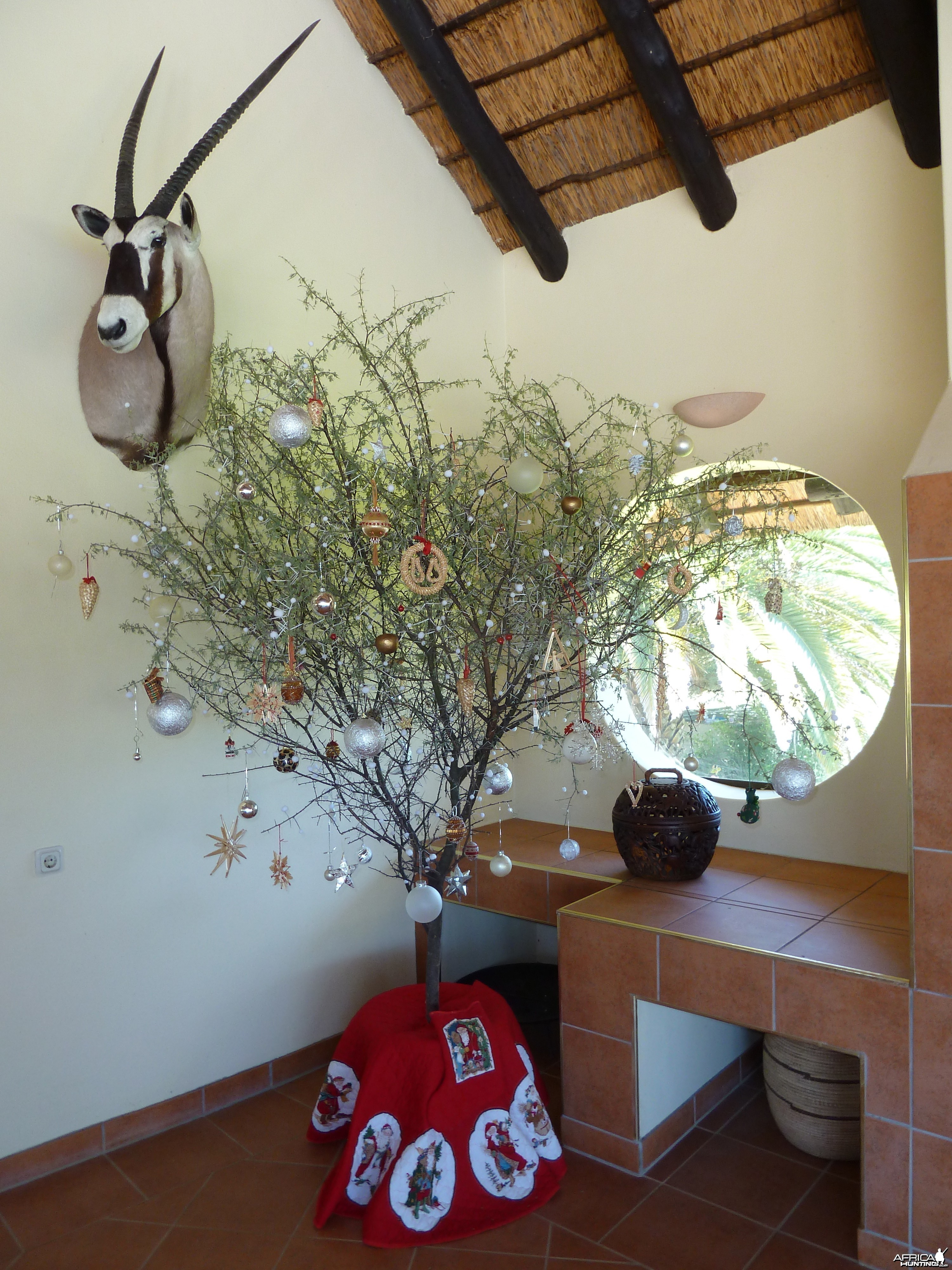 Christmas bush tree Namibia