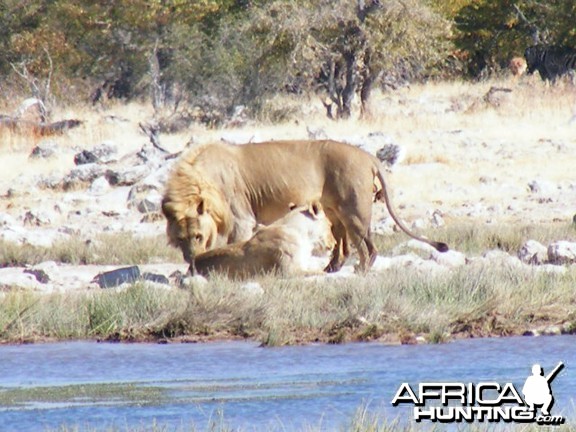 Lion at Etosha