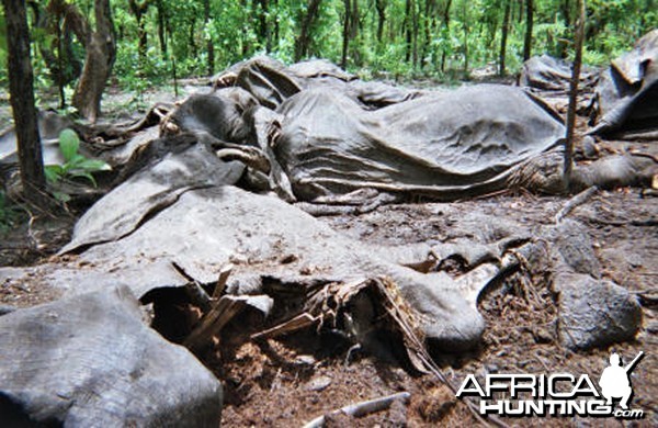 Elephant Poaching Pandemic in Central Africa