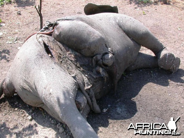 Elephant Poaching Pandemic in Central Africa