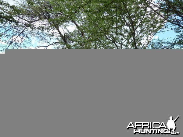 Black Mamba in a tree, Namibia