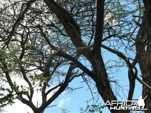 Black Mamba in a tree, Namibia