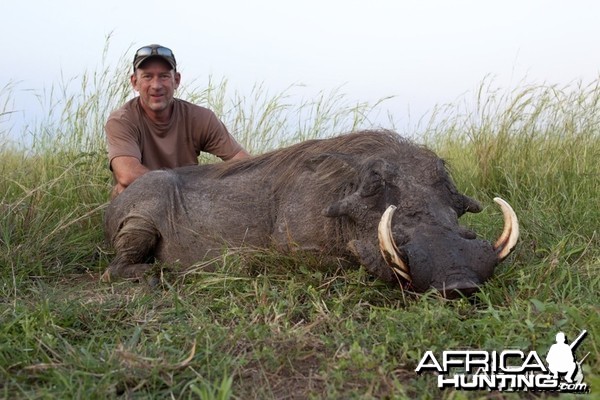 Big bodied Warthog hunted in Uganda