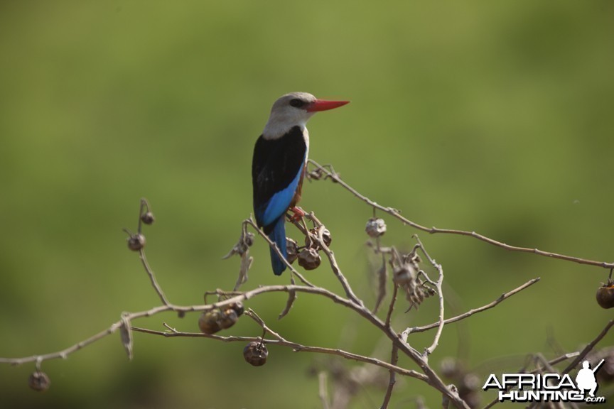 Gray hooded Kingfisher on berry branch in Uganda