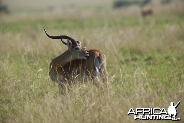 Big Kob in Uganda