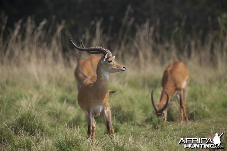 Record Kob in Uganda