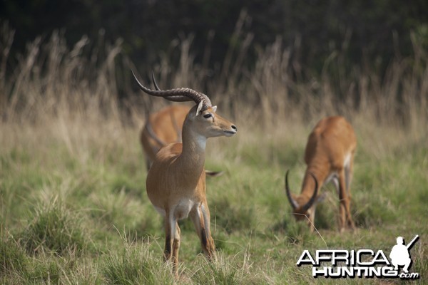 Record Kob in Uganda