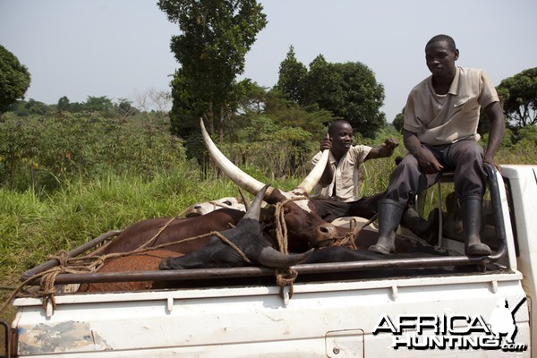 Cattle in pickup, Uganda
