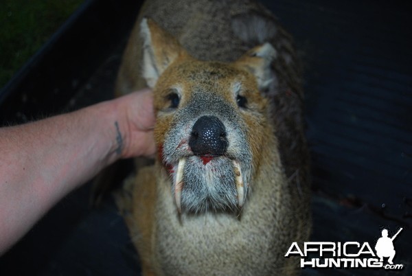 chinese water deer