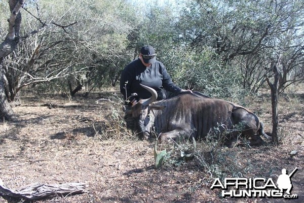 Bowhunting Wildebeest South Africa