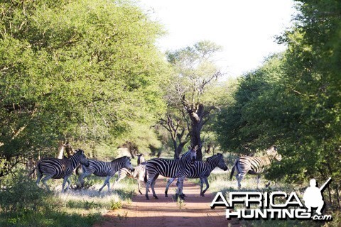 Herd of Zebra