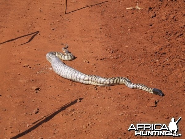 Black Headed Python swallowing Lizard