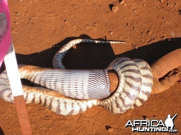 Black Headed Python swallowing Lizard