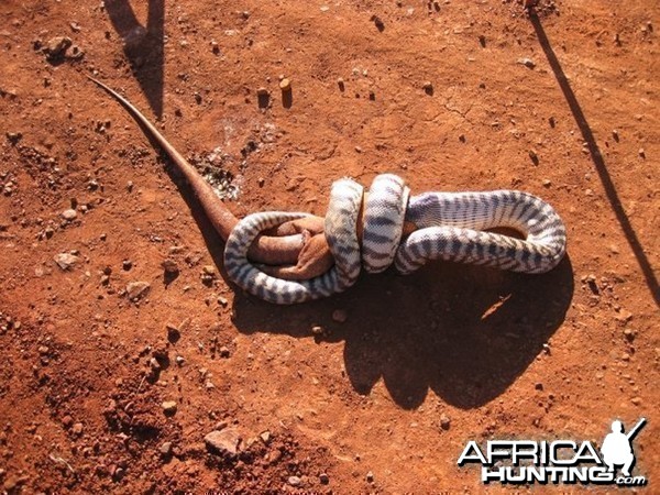 Black Headed Python swallowing Lizard