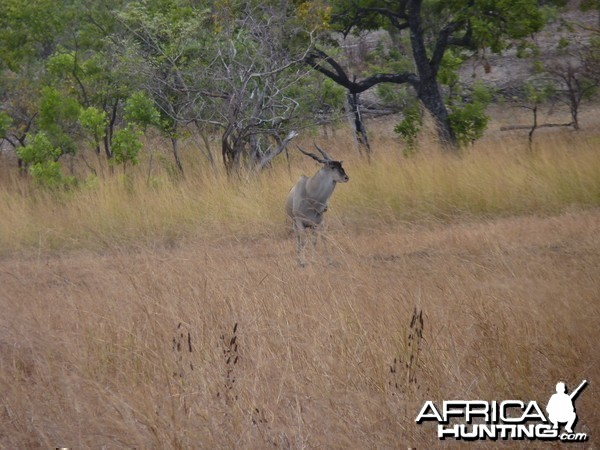 East African Eland Tanzania