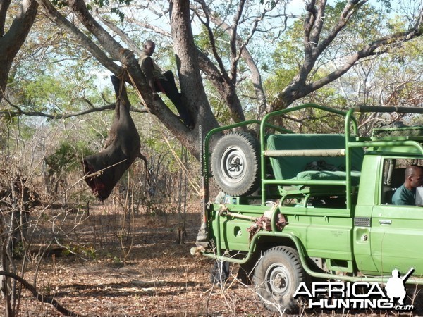 Baiting for dangerous game hunting in Tanzania