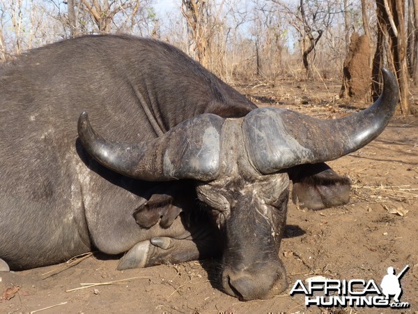 Cape buffalo hunt Tanzania