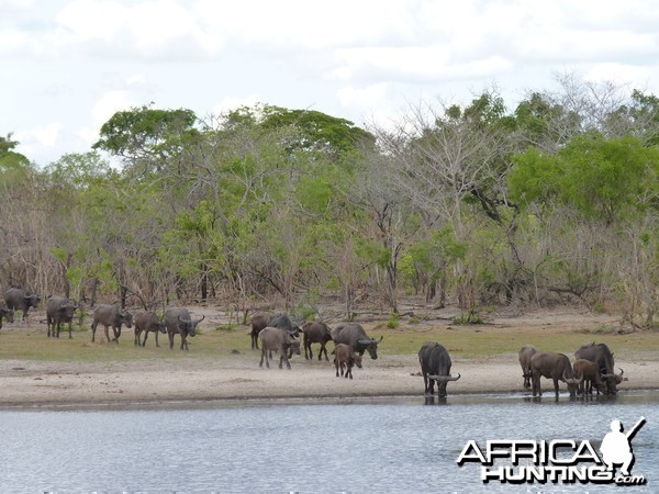 Cape Buffalo Tanzania