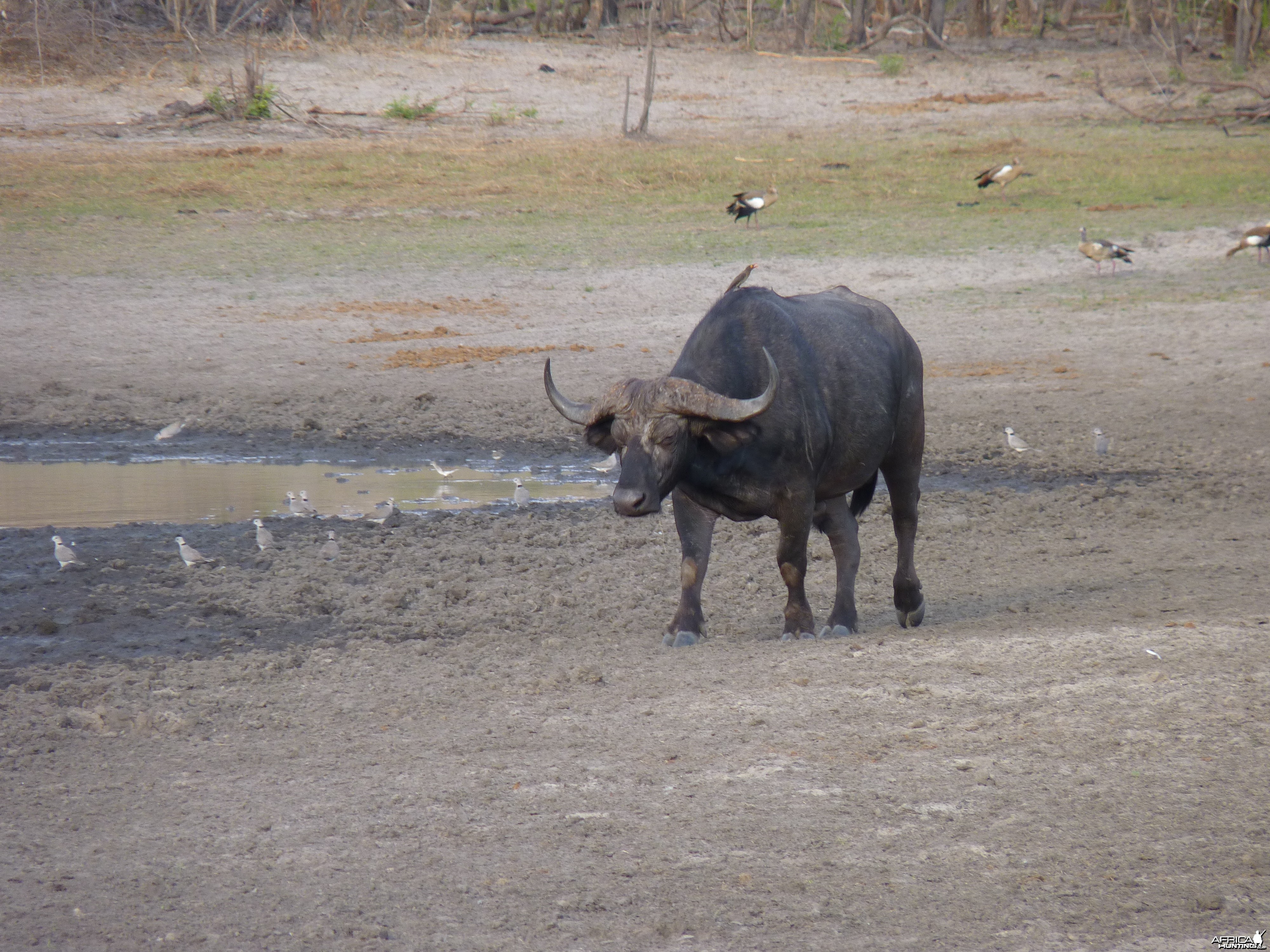 Cape Buffalo Tanzania