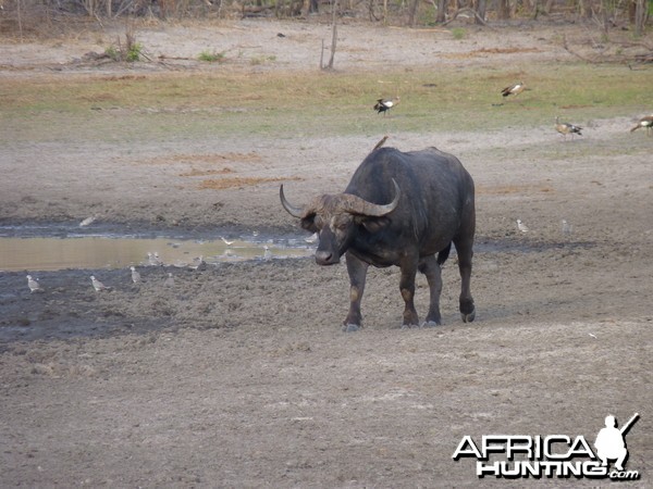 Cape Buffalo Tanzania