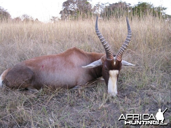 Blesbuck taken with Bosbok Safaris  RSA