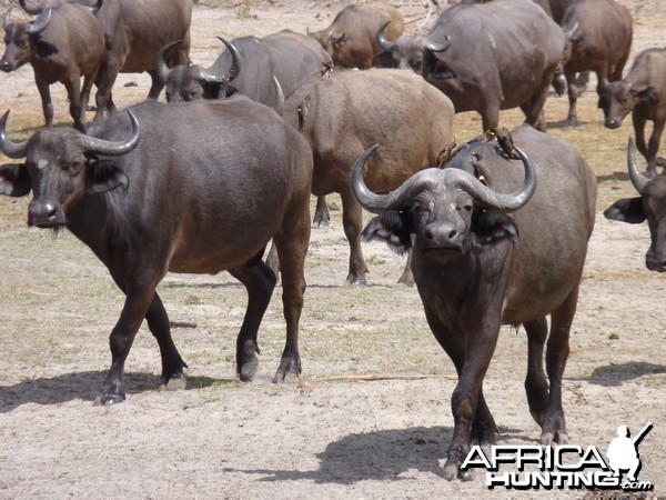 Cape Buffalo in Tanzania