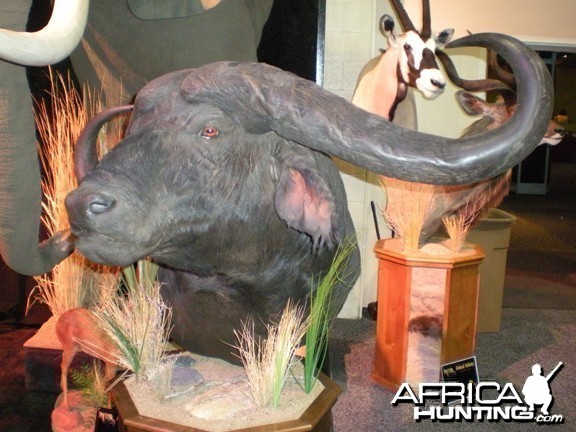 Taxidermy Buffalo