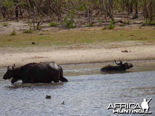 Cape Buffalo in Tanzania