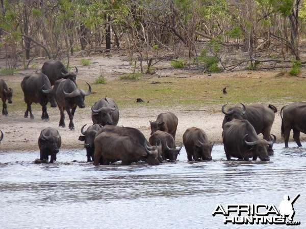 Cape Buffalo in Tanzania