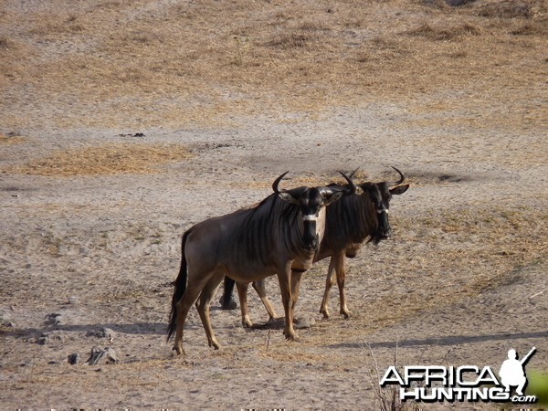 Nyasaland Gnu in Tanzania