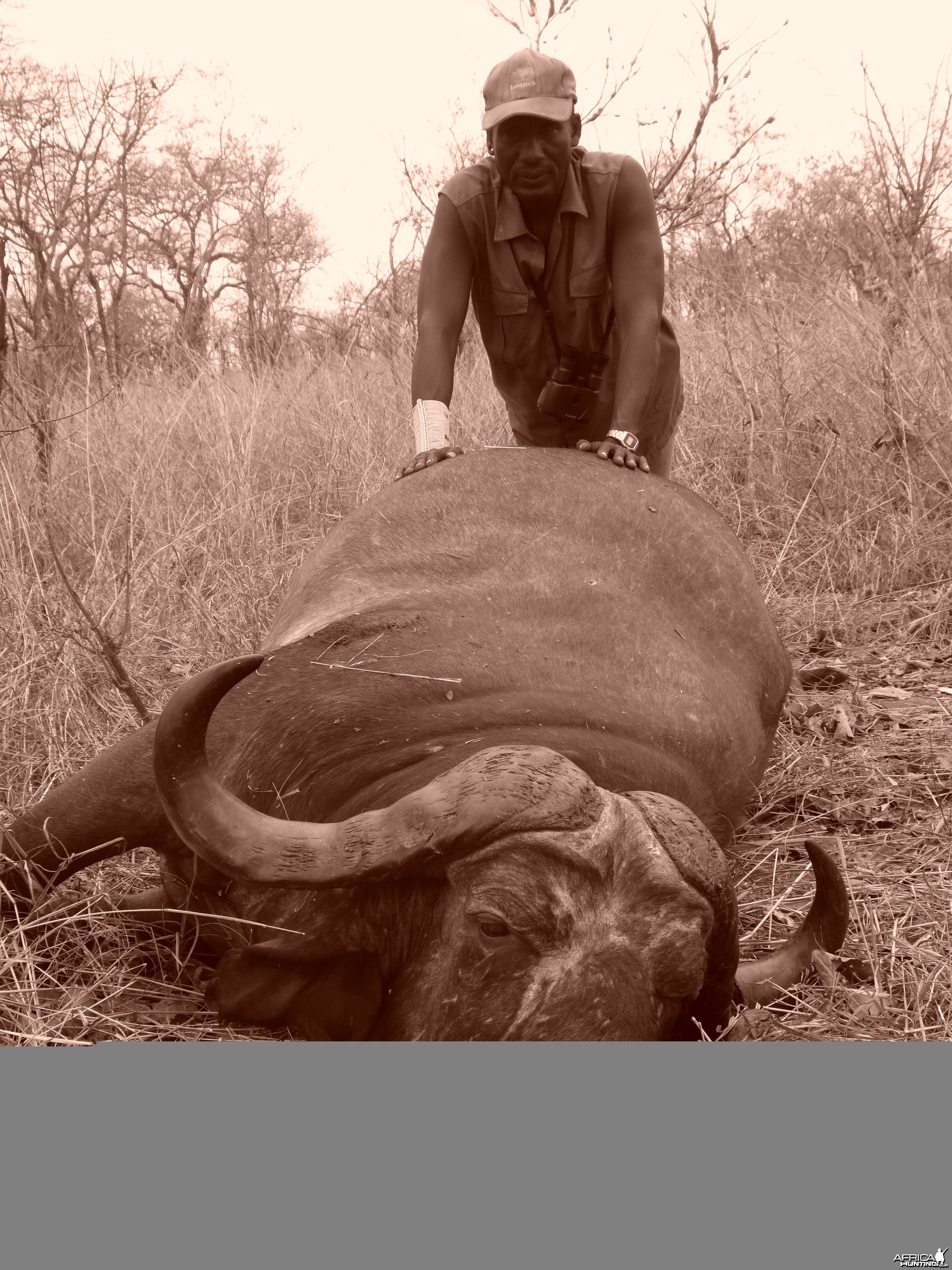 Cape Buffalo hunting in Tanzania