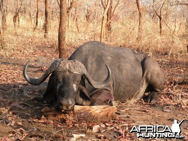 Hunting Cape buffalo in Tanzania