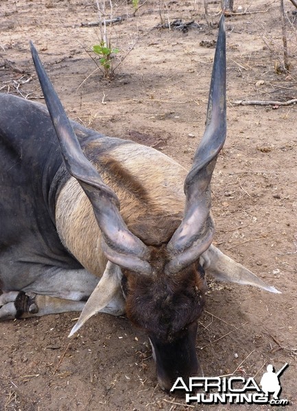 Hunting East African Eland Tanzania