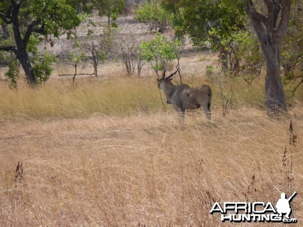 East African Eland Tanzania