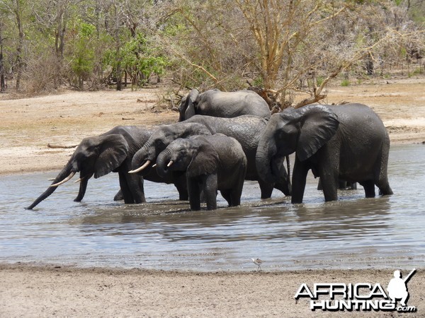 Elephants in Tanzania