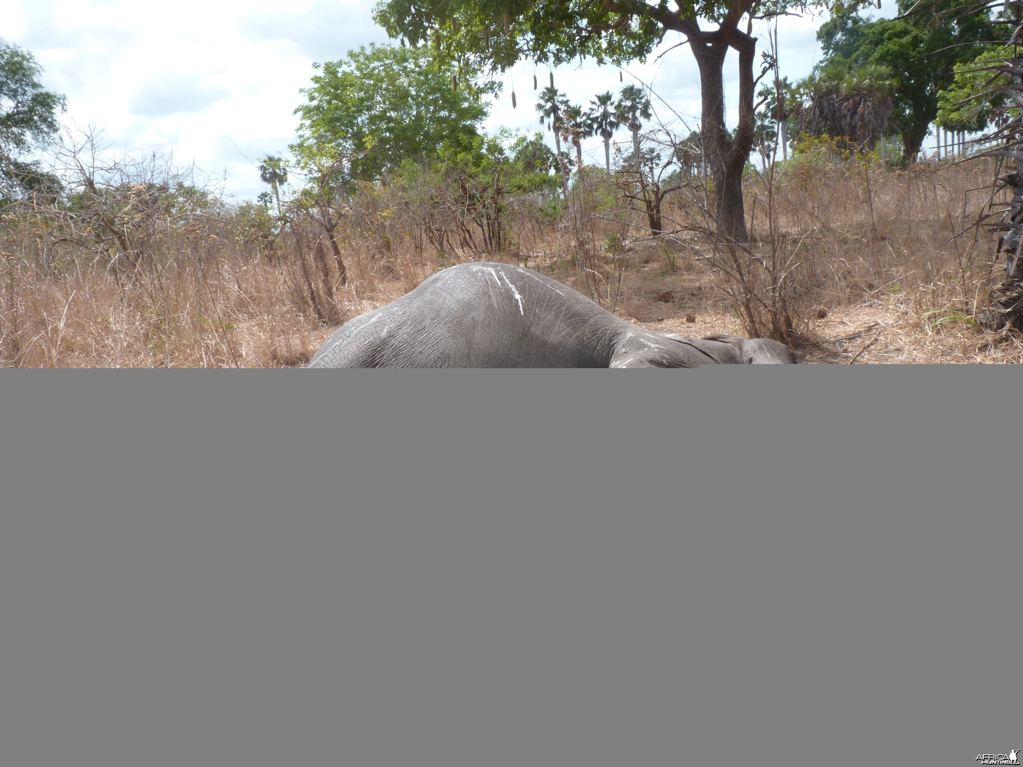 Elephant poaching in Tanzania