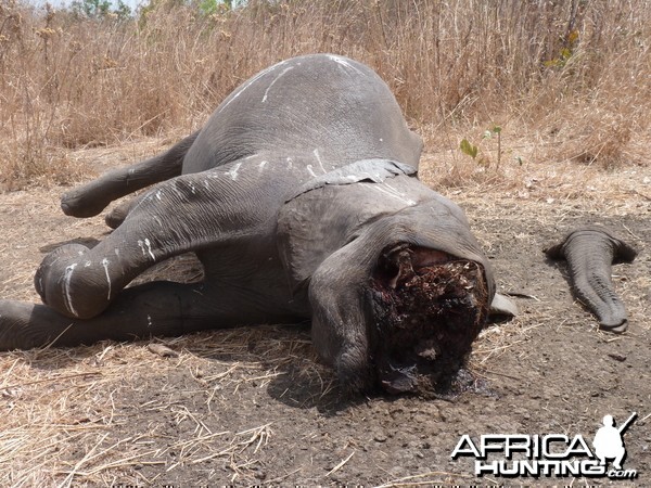 Elephant poaching in Tanzania